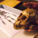 A rare find: the skull of a hominid child known as Australopithecus afarensis, who palaeontologists say lived at a key stage in primate evolution more than three million years ago. (AFP)