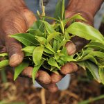 Khat leaves from the Mount Kenya region. (Pic: Flickr/International Centre for Tropical Agriculture)