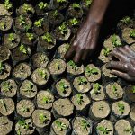 Farmers tend newly planted trees Kimahuri, Kenya. (AFP)