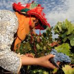 Moroccan women pick grapes on September 14 2009 at the Ferme Rouge domain in Had Brachoua. (AFP)