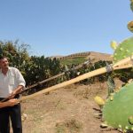 Farmers harvest barbary figs, used in cosmetic and pharmaceutical products, on August 6 2011 in the Skhour Rhamna region near Marrakech. (Pic: AFP)