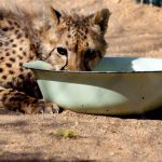 A cheetah eats at The Cheetah Conservation Fund centre in Otjiwarongo, Namibia on August 13 2013. (Pic: AFP)