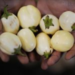 A fruit seller holds six-day old egg plants from Ghana.