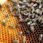 Ethiopia is Africa's largest honey consumer and producer. (Pic: Reuters)