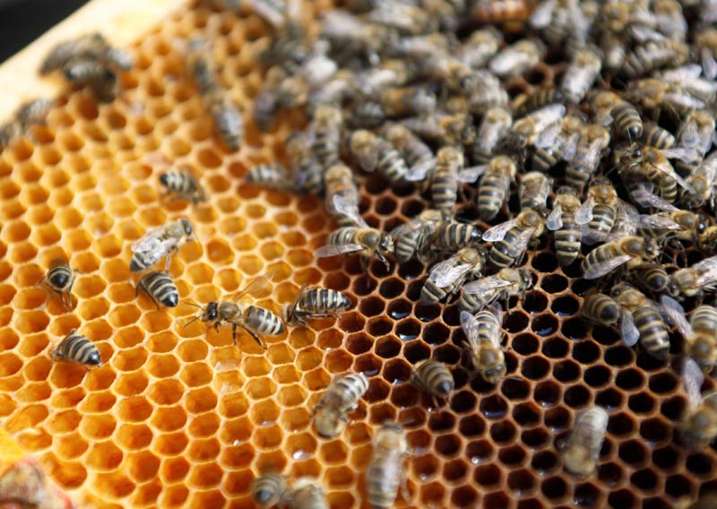 Ethiopia is Africa's largest honey consumer and producer. (Pic: Reuters)