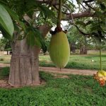 A fruit from a Boabab tree in the village of Thiawe Thiawe in Senegal. (Pic: AFP)