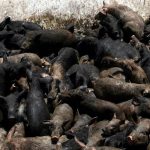 Pigs piled up in the back of a truck before getting culled and buried on the outskirts of Cairo on May 14 2009. (Pic: AFP)