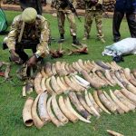 Kenya Wildlife Service (KWS) officials display recovered elephants tusks and illegally held firearms taken from poachers. (Pic: Reuters)
