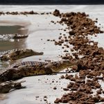 Crocodiles feed on vegetarian pellets inside a pen at Nyanyana Crocodile Farm in Kariba. (Pic: Reuters)