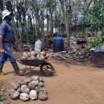 A man wheels coconuts in a wheelbarrow at the Centre Songhai. (Pic: AFP)