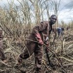 Workers collect sugar cane at the largest sugar factory in the Central African Republic in Ngakobo, 450km east of the capital Bangui. (Pic: AFP)