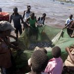 Malawian fishermen pulling up fish in their nets on the shores of Lake Malawi. (Pic: AFP)
