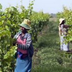 Women pick grapes at the vineyard of the Castel winery outside the town of Ziway, central Ethiopia. (Pic: AFP)