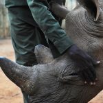 Alfie, a blind juvenille black rhinoceros, receives a pat from his minder on August 6 2014 at the Ol Jogi rhino sanctuary. (Pic: AFP)