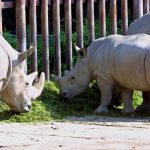 A picture taken on October 2004 shows a northern white rhinoceros named Fatu (C) at the Dvur Kralove zoo, east Bohemia. (Pic: AFP)