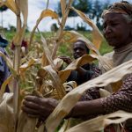Kenyan farmers pick through their maize crop in a field in the village of Kapsimatwa near the Rift Valley town of Bomet. (Pic: AFP)