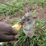 This picture taken in March 2005 shows one of nine rats who helped Mozambique sniff out landmines. (Pic: AFP)