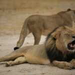 The lion named Cecil was a popular attraction among tourists in the Hwange National Park. (Pic: AFP)