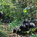 Mountain gorillas in the Virunga National Park, eastern Democratic Republic of Congo, August 1, 2015. (AFP)